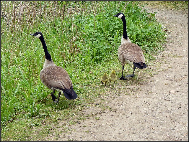 Two Canada Geese ..