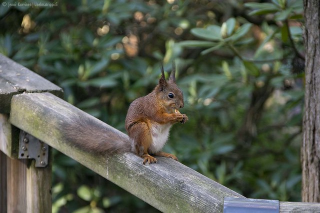 Orava kaiteen päällä Haagan ruusupuistossa