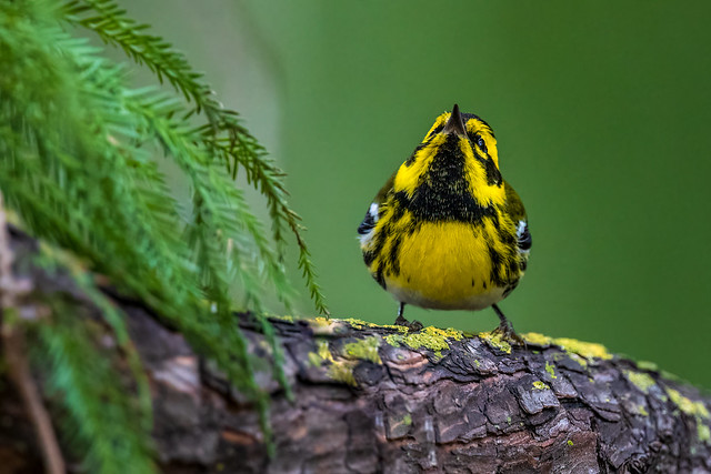 Townsend's Warbler, Male