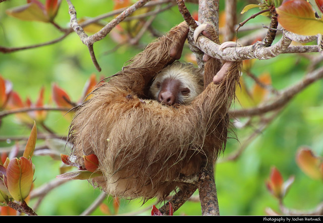 Hoffmann's sloth, Cahuita NP, Costa Rica
