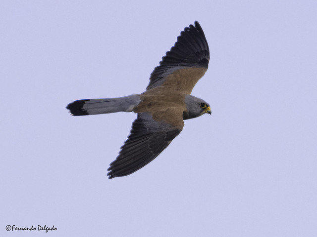 Peneireiro das Torres (Falco naumanni) | Lesser Kestrel