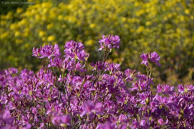 Keltaisia ja violetteja kukkia Haagan rodopuistossa
