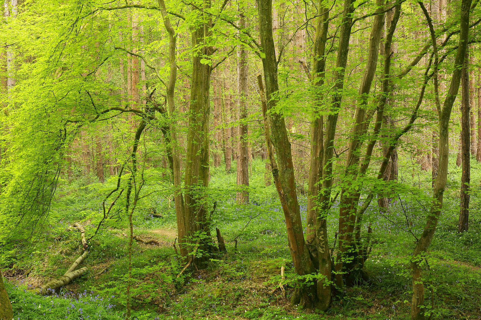 Hornbeam Forest in Spring
