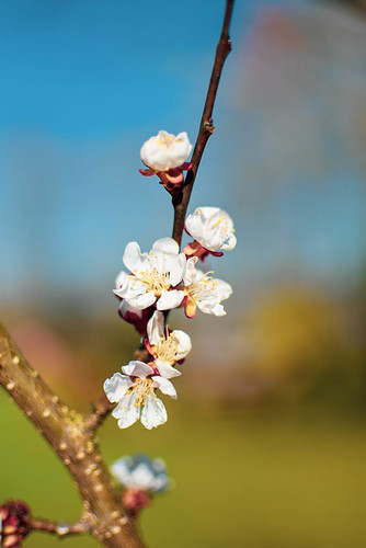 Spring again | by kristina.r313