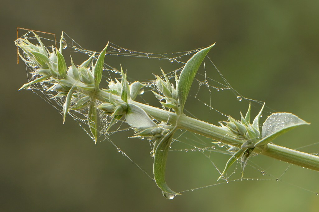 White Sage on a drippy morning