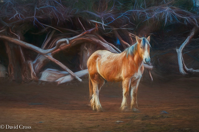 Desert Pony