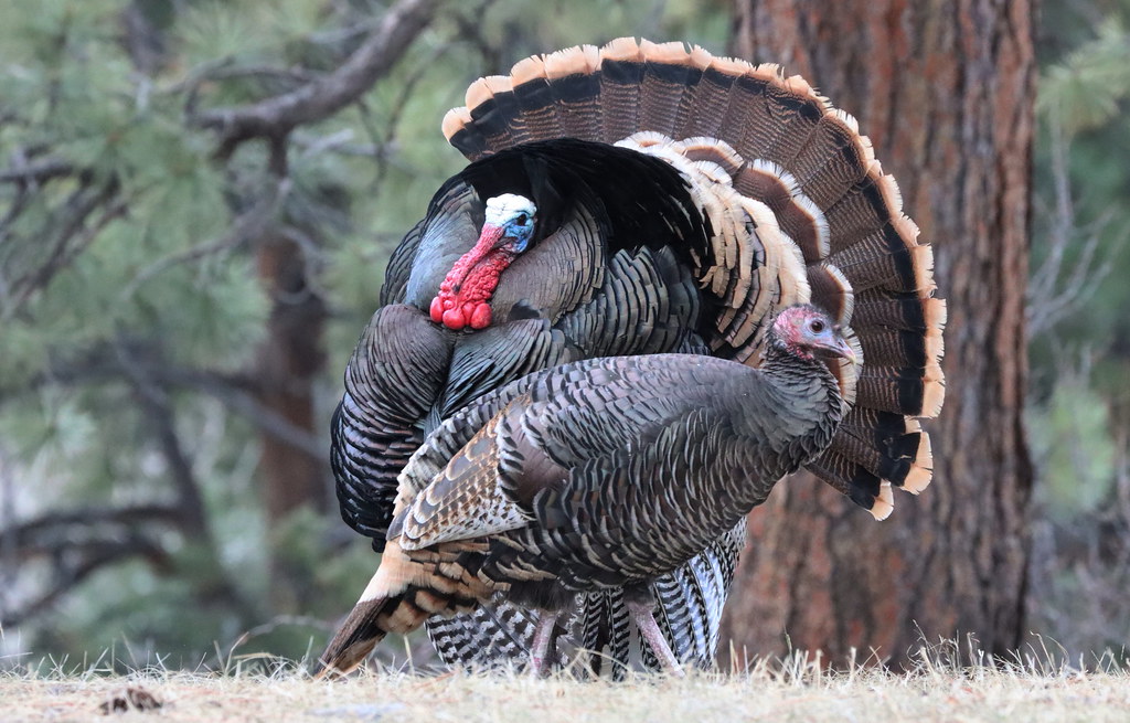 A strutting Merriam's gobbler trying to impress a hen | Flickr