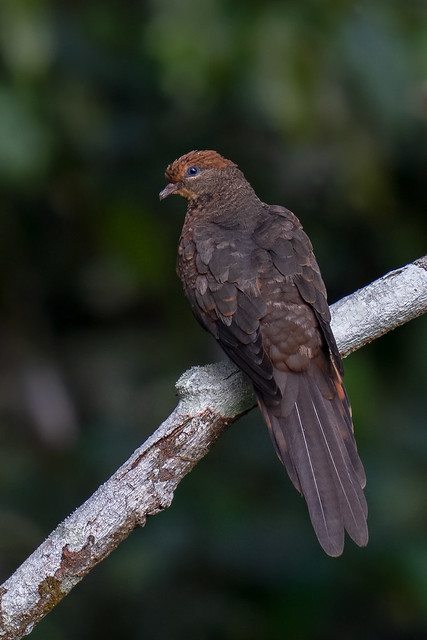 Little Cuckoo-Dove
