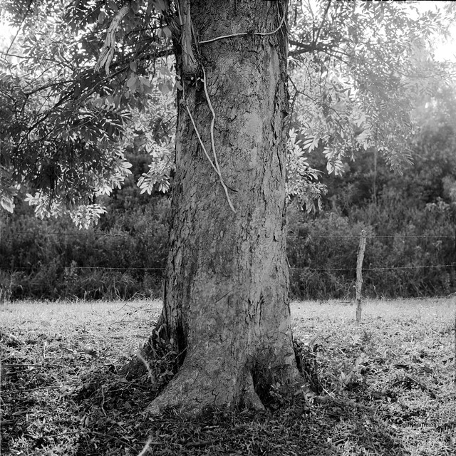 Old eucalyptus tree