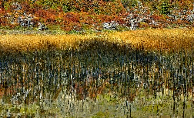 Argentina, Autumn lagoon