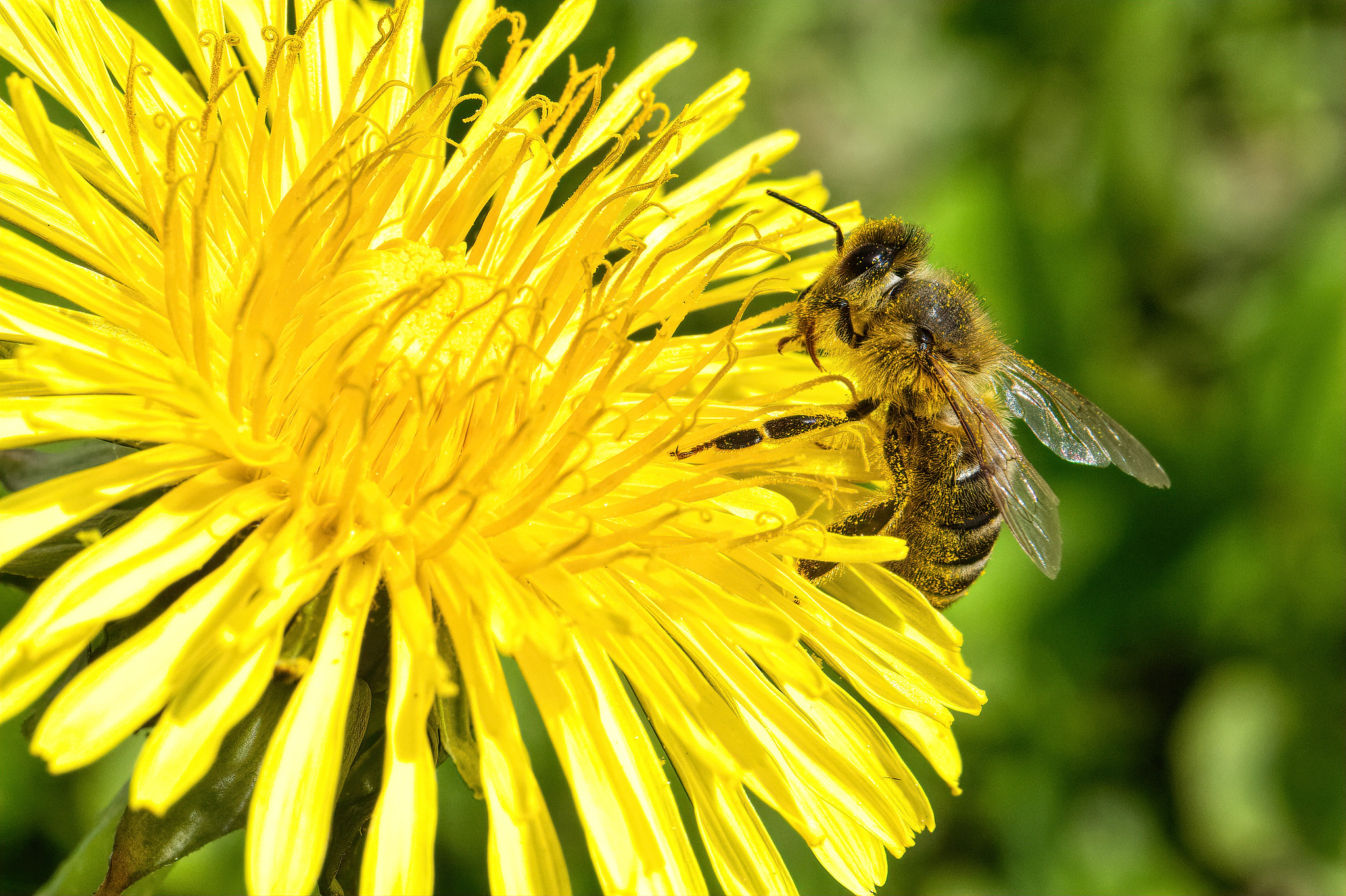 Honey bee (Apis mellifera) on Dandelion (Taraxacum sect. Ruderalia) – Albaching, Upper Bavaria, Germany