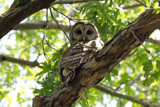 IMG_1272 Barred Owl