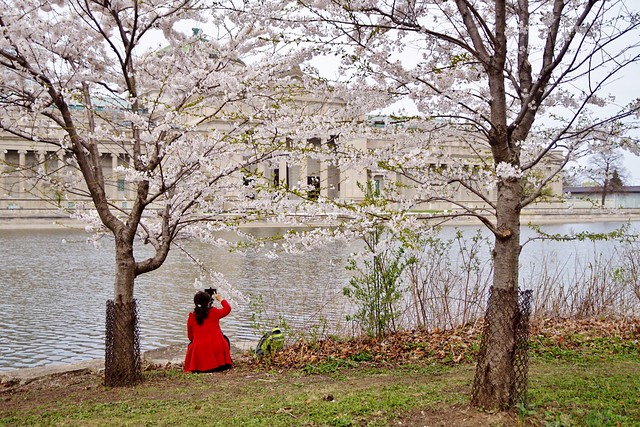 Jackson Park - cerisiers japonais 7