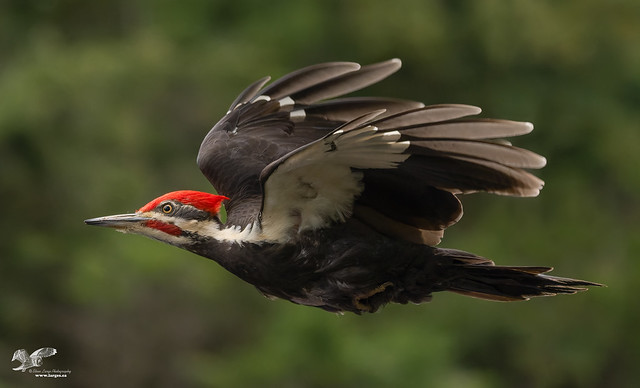 Oliver Woods Pileated Woodpecker