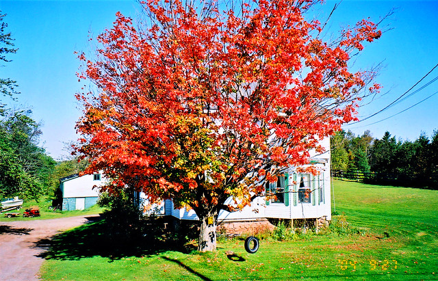 Autumn colour; farmhouse; tire swing on tree