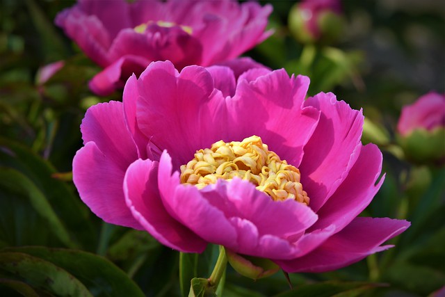 Peony