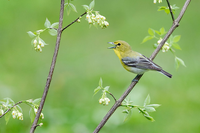 Yellow-throated Vireo - Ohio