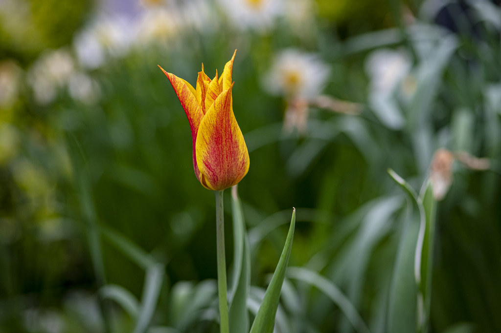 A tulip from Amsterdam