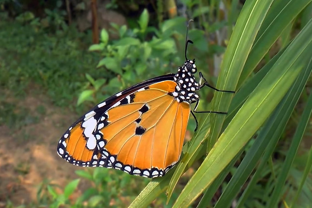 Danaus chrysippus - the Plain Tiger (female)