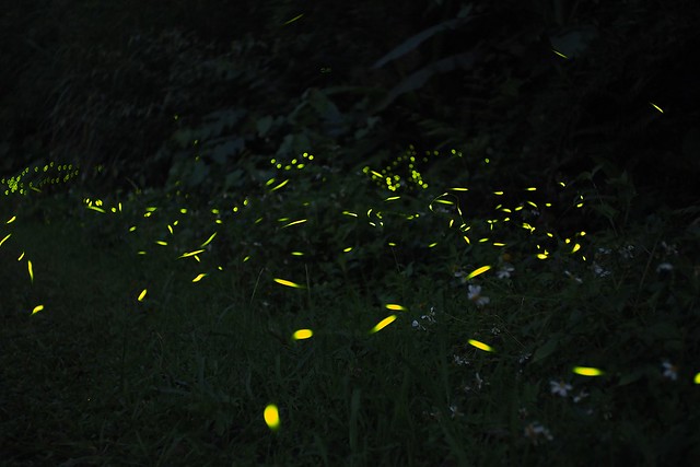 2022 fireflies