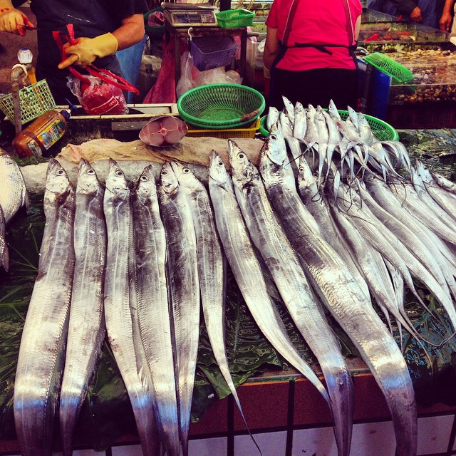 帶魚是台灣常見海鮮，但漁業上卻缺乏準確鑑種，使得有關單位無法確切評估不同魚群分布及數量的變化趨勢。圖片來源：Blowing Puffer Fish (CC BY 2.0)