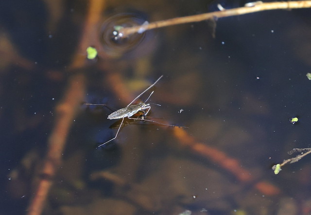 Almindelig skøjteløber (Common Pond Skater / Gerris lacustris)