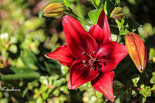 Red Lily - LR9A2334