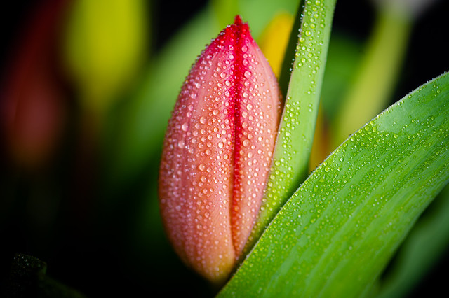 Red tulip bud - My entry for todays 