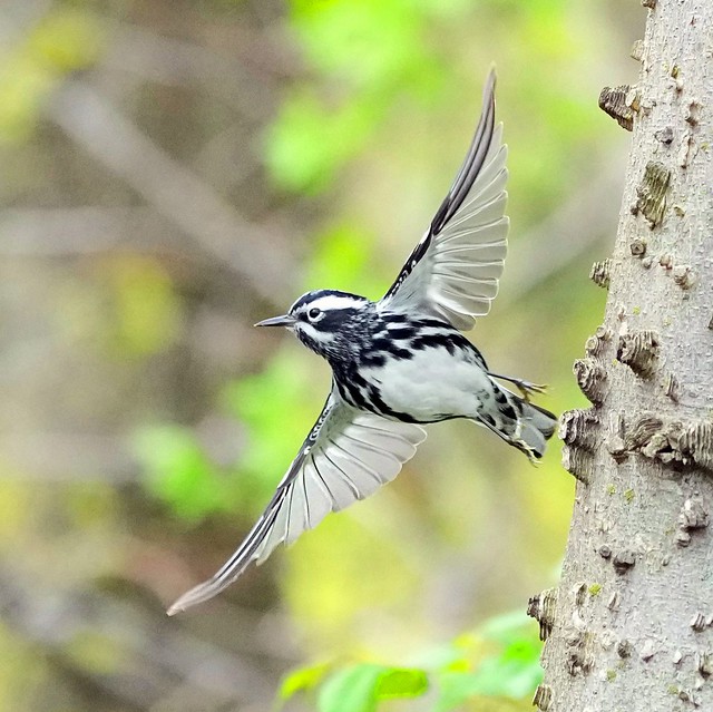 Black and white Warbler at the Point ,Ramble ,Central Park.