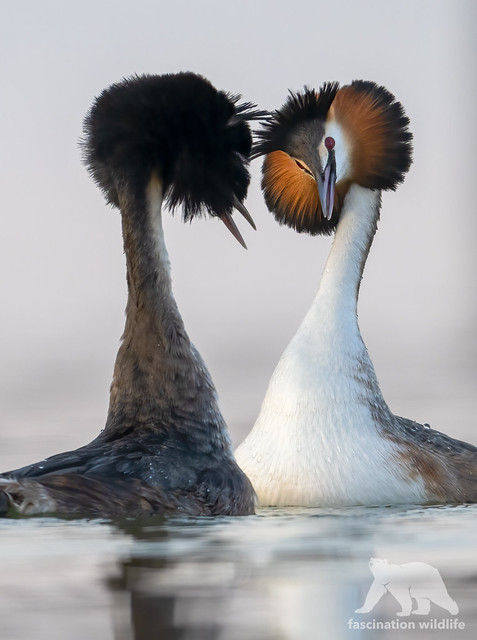 Dance of the grebes #explored