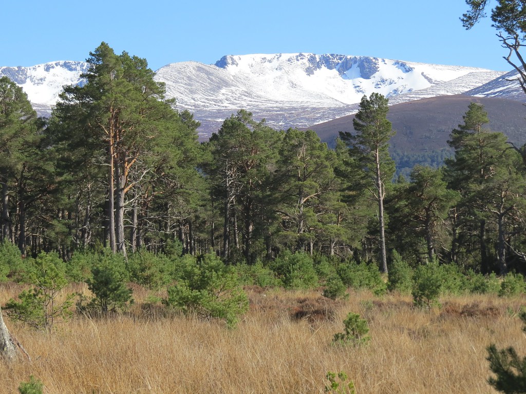 Glenmore Forest, Cairngorms 25.5.2013