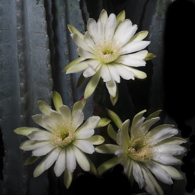 Cactus Flowers In The Early Morning 1894A