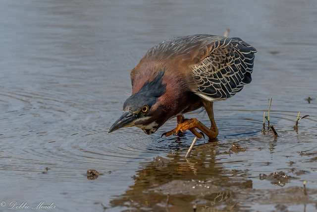 How low can he go? Green Heron stalking his lunch.