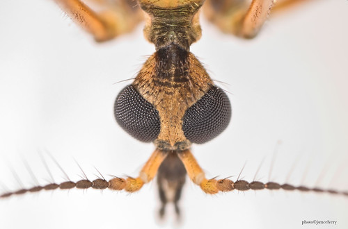 DSC_2632cranefly1jsm | by JayEssEmm