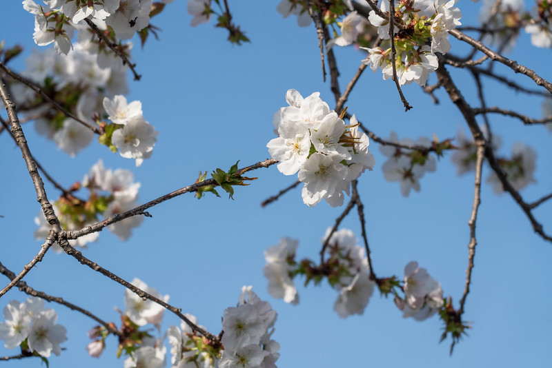 巾着田の桜