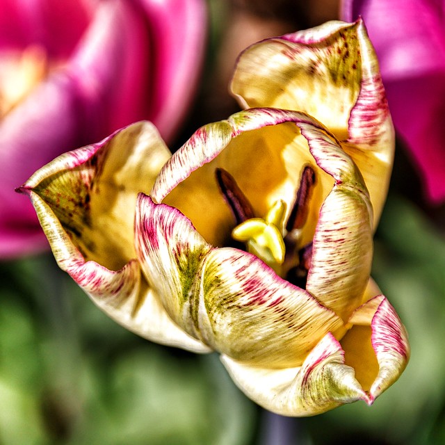 Toronto Ontario ~ Canada ~ Edwards Gardens ~ Botanical Garden ~ Glowing  Tulips