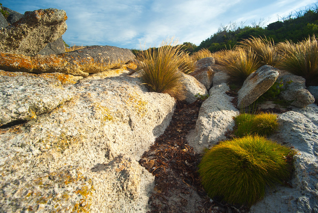 Coastal rock Garden Tasmania