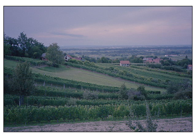 Vineyard hills above Varaždin