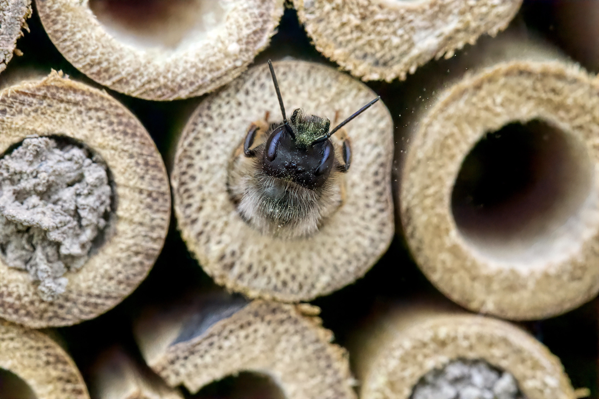 Red mason bee (Osmia bicornis) – Rechtmehring, Upper Bavaria, Germany