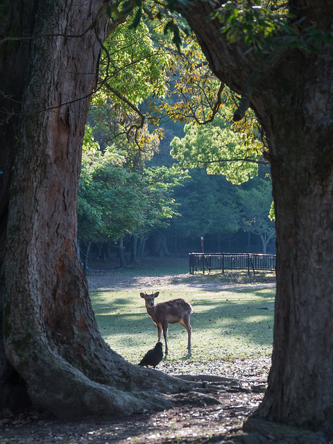The story of the forest of Nara