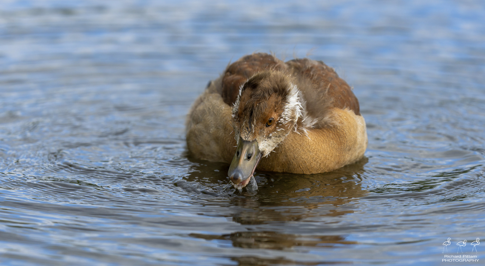 Young Egyptian Goose