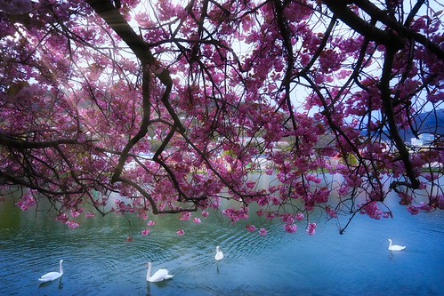 Cherry lake | by paul johan høl