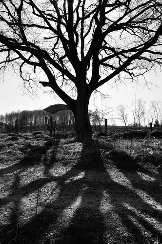landschaft landscape schwarzweiss monochrome blackandwhite einfarbig baum tree schatten shadow vaensen