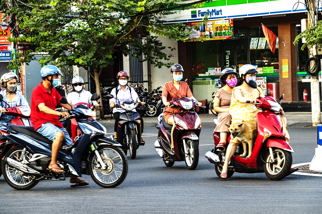 Masked people and unmasked dog on motorbikes on 5-6-22--Vung Tau copy