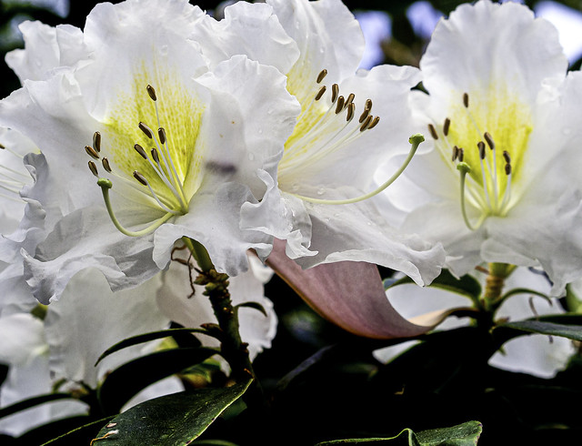 Rhododendron 'Taronense Evans'