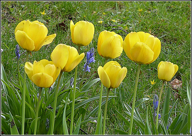 Eight Tulips ...