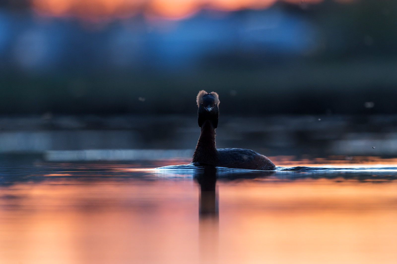 Podiceps auritus | Horned Grebe | svarthakedopping