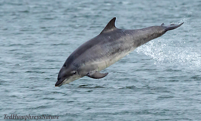 Bottlenosed Dolphin in mid air