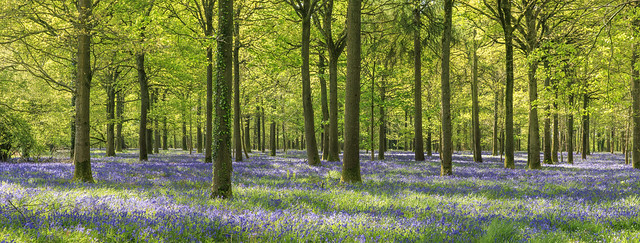 Bluebell Wood in Dorset