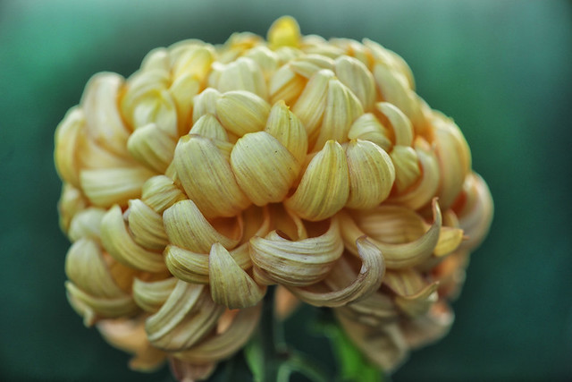 Mother's Day Chrysanthemum